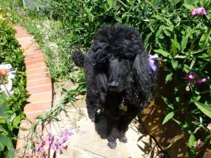 Elinor-Silverstein-Doggy-Nutritionist